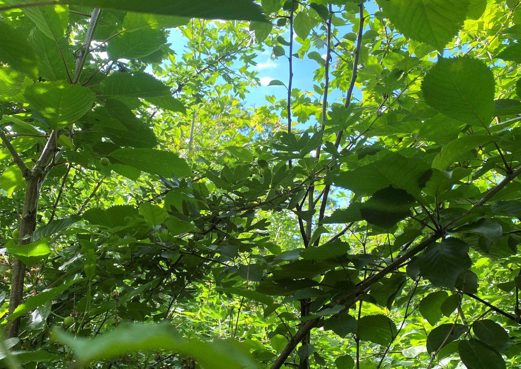 Looking up through the dense green canopy of a young Miyawaki forest