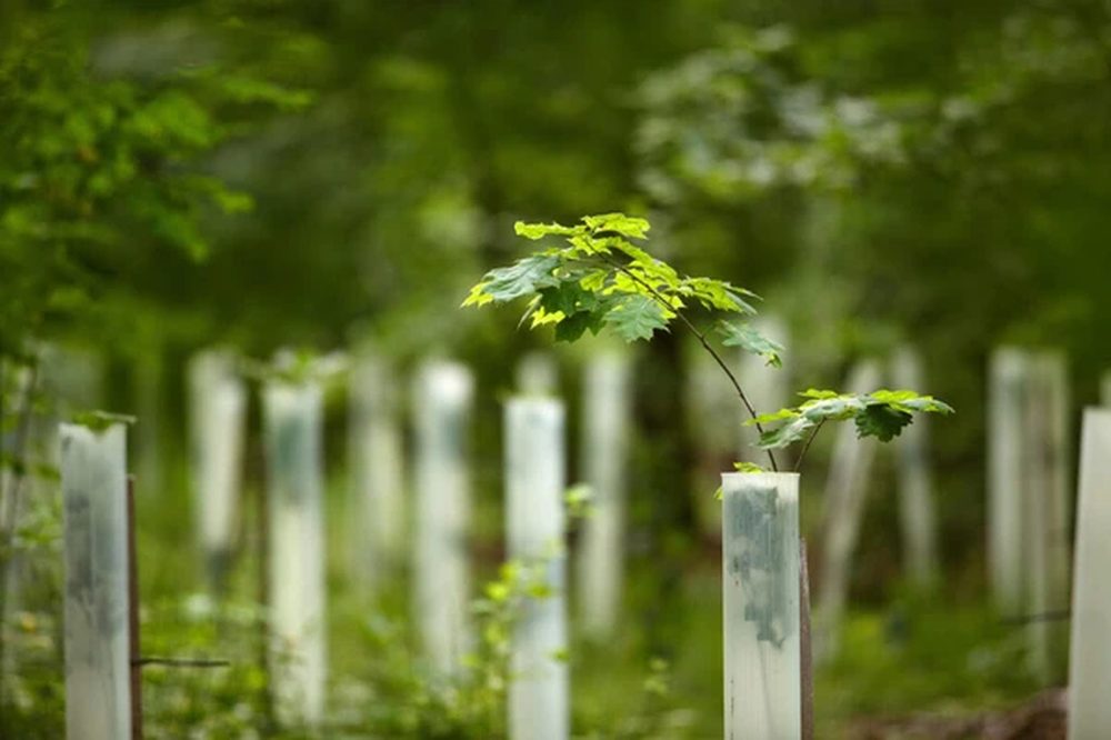 Rows of young cell-grown trees in guards, new leaves emerging