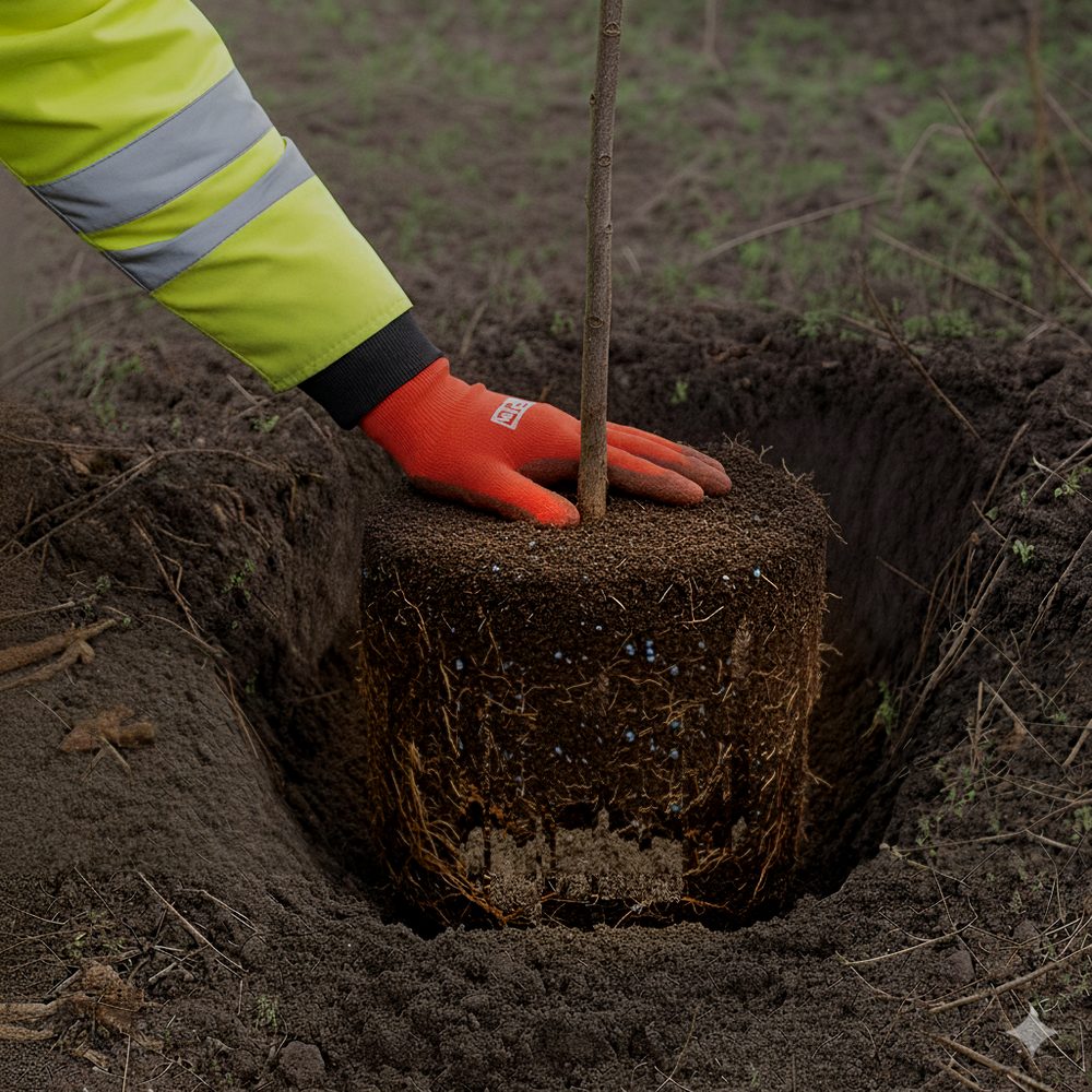 A gloved hand placing a containerised rootball into a planting pit