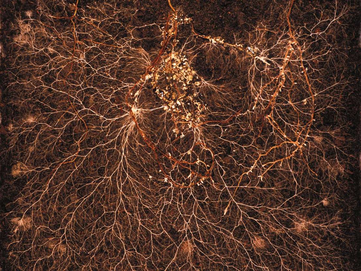Fine white fungal threads branching through dark soil around plant roots